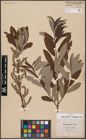 Foto von Salix aurita L. x Salix eleagnos Scop.
